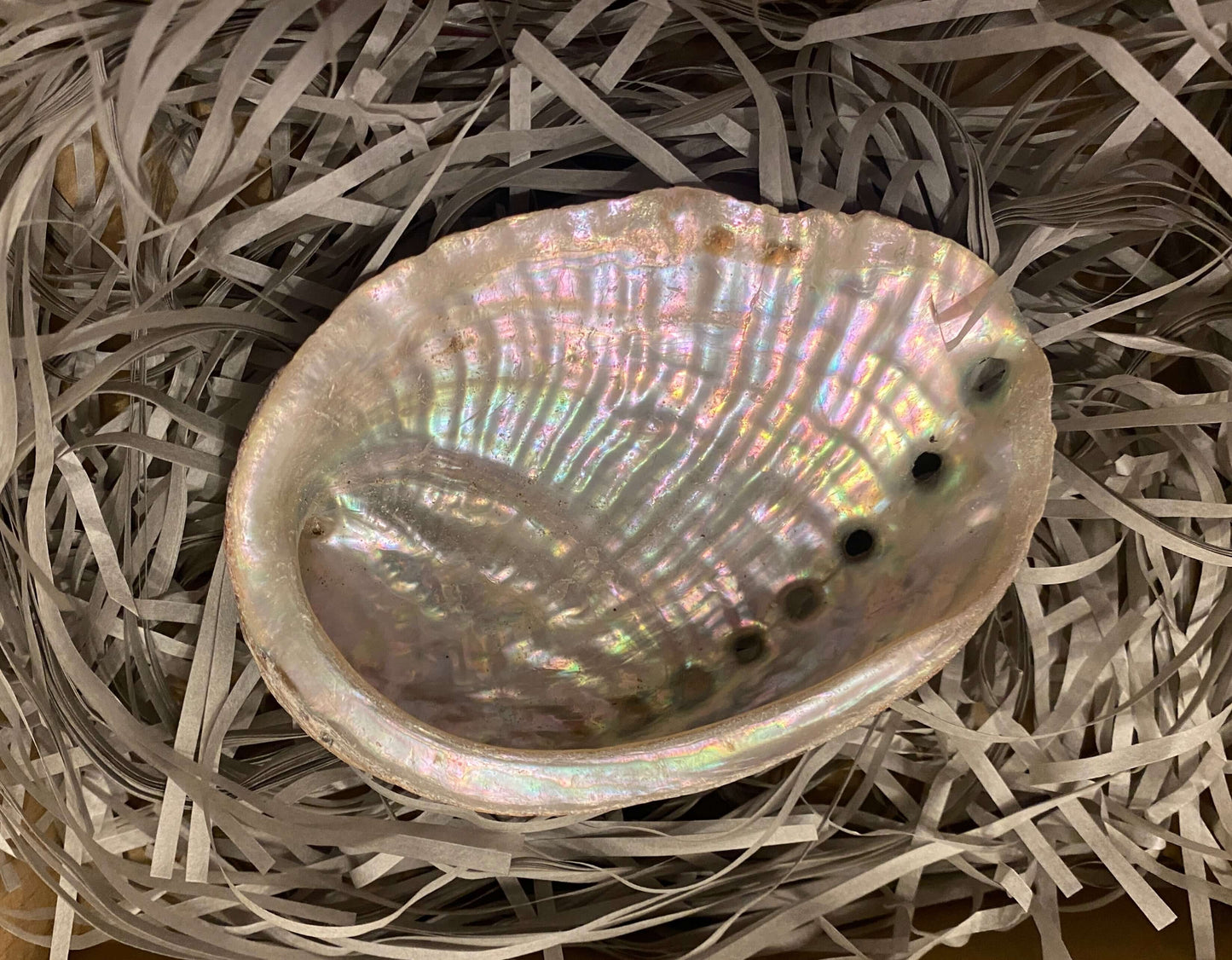 Large Abalone Shell