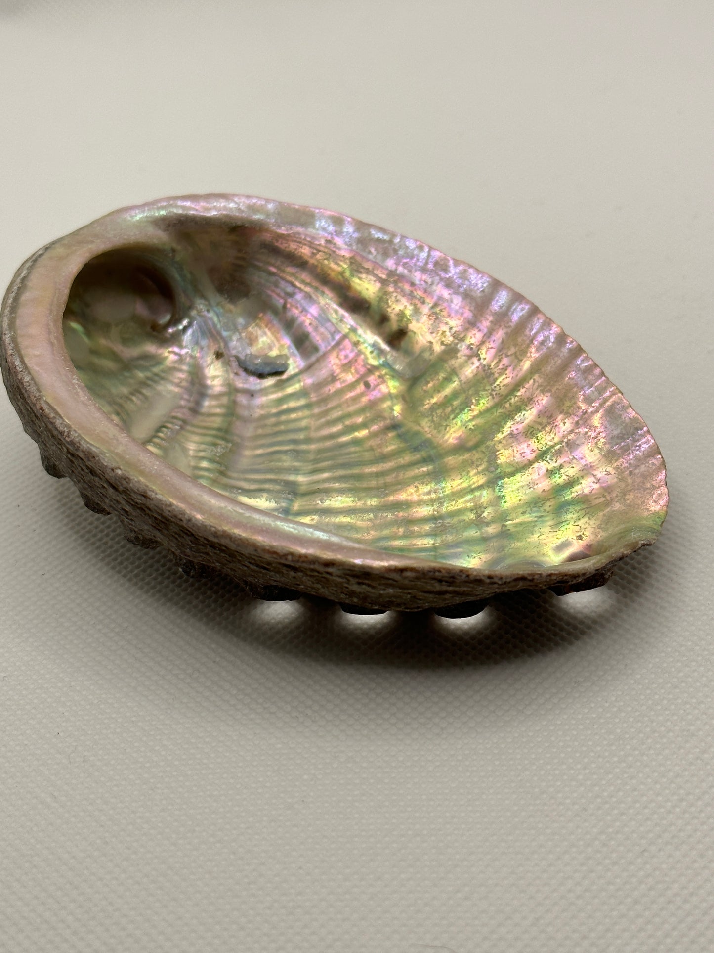 Large Abalone Shell