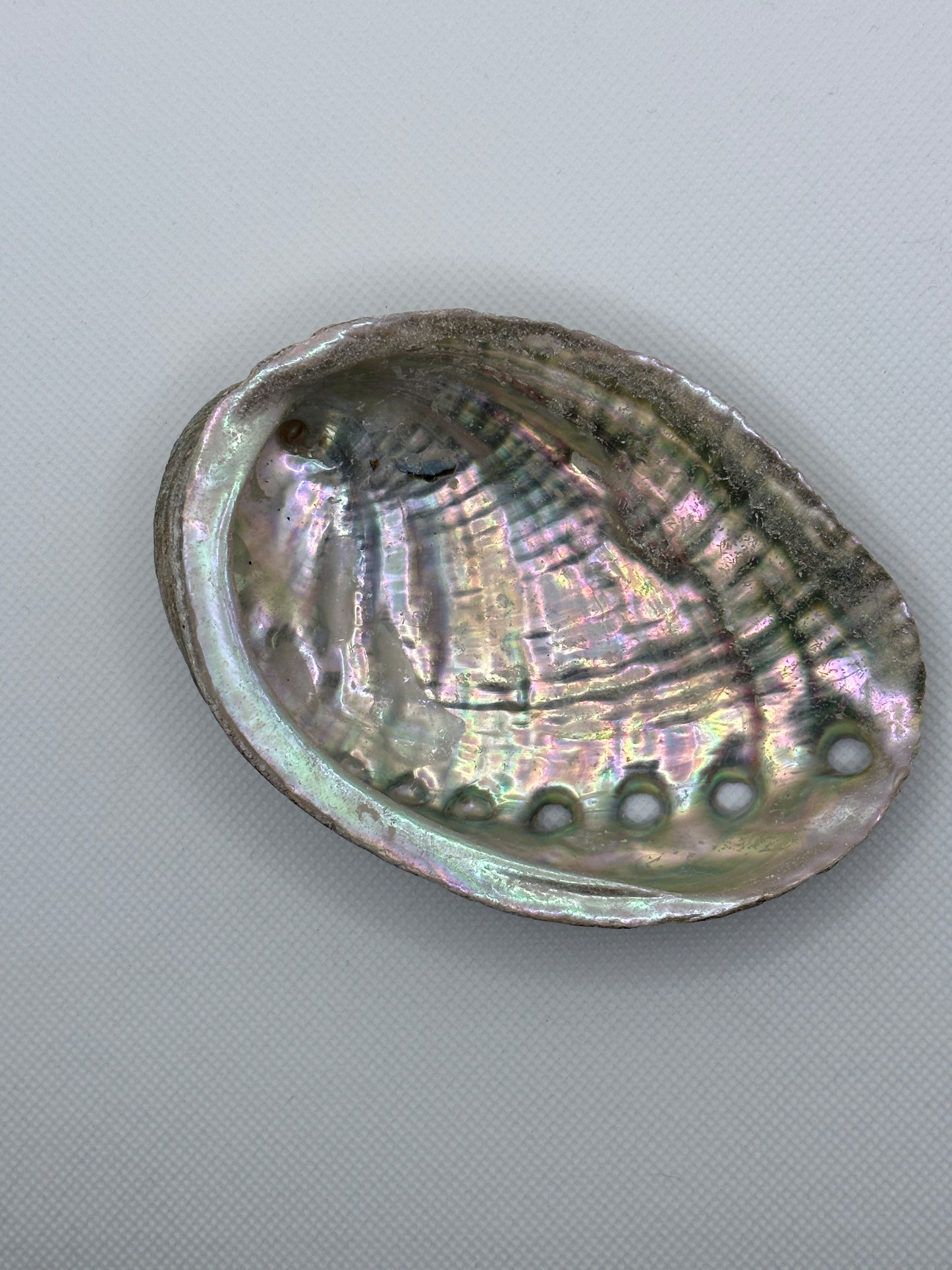 Large Abalone Shell